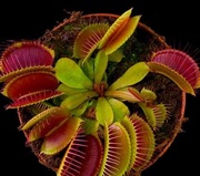 Продам плотоядное растение Венерину мухоловку (Dionaea muscipula)