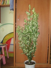 Продам в Николаеве черенки комнатного растения-Педилантуса