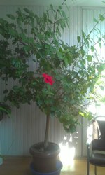 Продаю срочно гибискус (китайскую розу),  2 метра высота