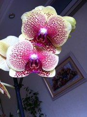 Продам орхидеи-фаленопсис